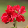 Red geranium