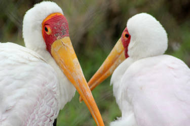 Yellow billed storks