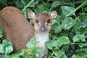 Blue Duiker by MaresaSinclair