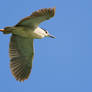 Night Heron in flight