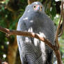 African Harrier Hawk