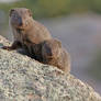 Cape Grey Mongooses