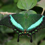 Emerald Butterfly.