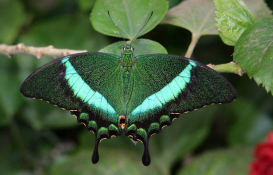 Emerald Butterfly.