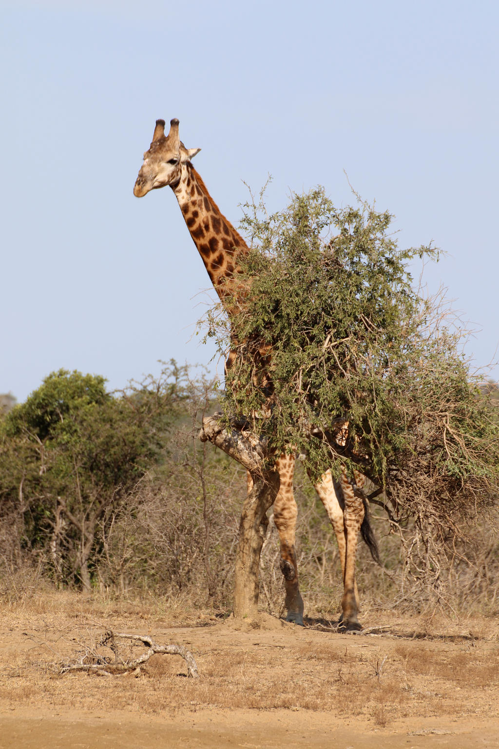 Hide and seek in Africa