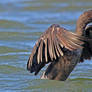 Cormorant take off