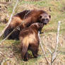 Wolverines