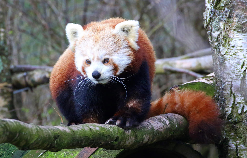 Red Panda