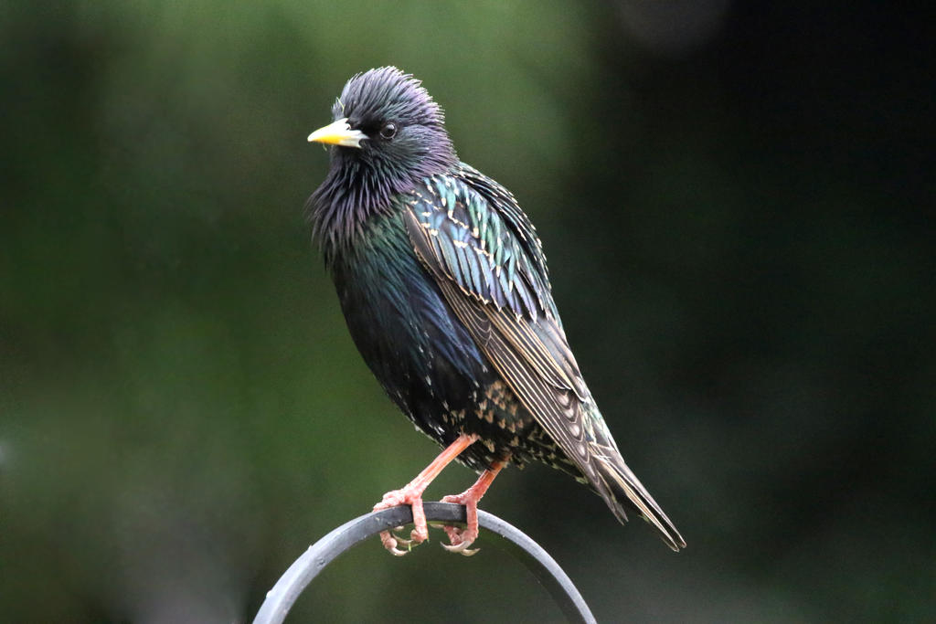 Sturnus Vulgaris