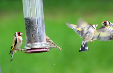 Birdfeeder wars