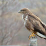 Buzzard