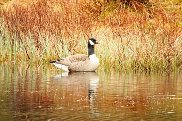 Canadian Goose