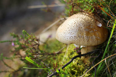 White Mushroom