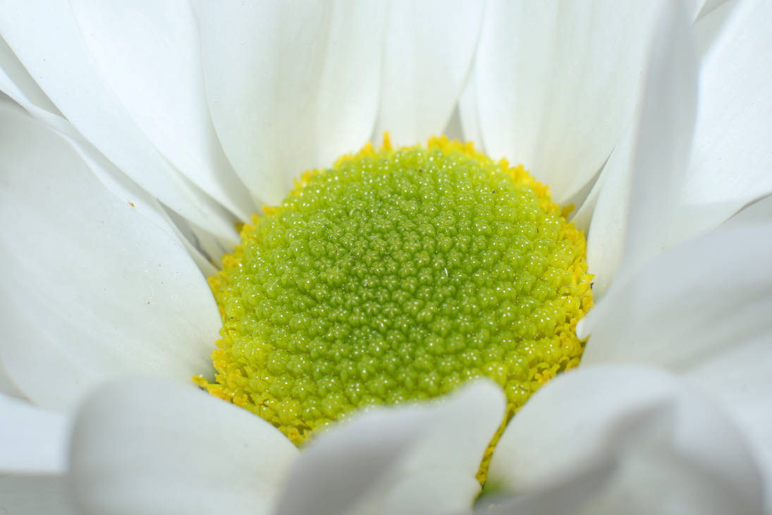 Fresh by MaresaSinclair Fresh by MaresaSinclair