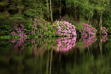 Rhododendrons