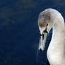 Cygnet teenager