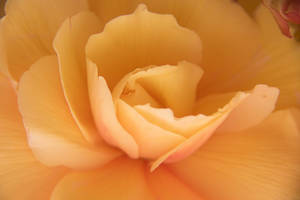 Apricot Rose