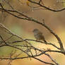 Dunnock or sparrow?