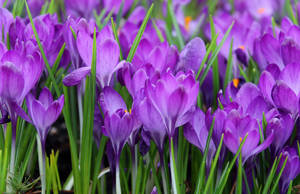 Crocus carpet