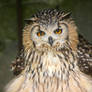 Don't ruffle my feathers man....