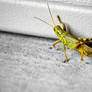 Grasshopper Edit