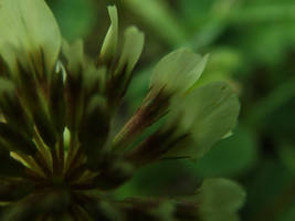 Petals of a Wild Flower