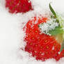 Strawberry in snow