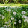 Field of dandelions