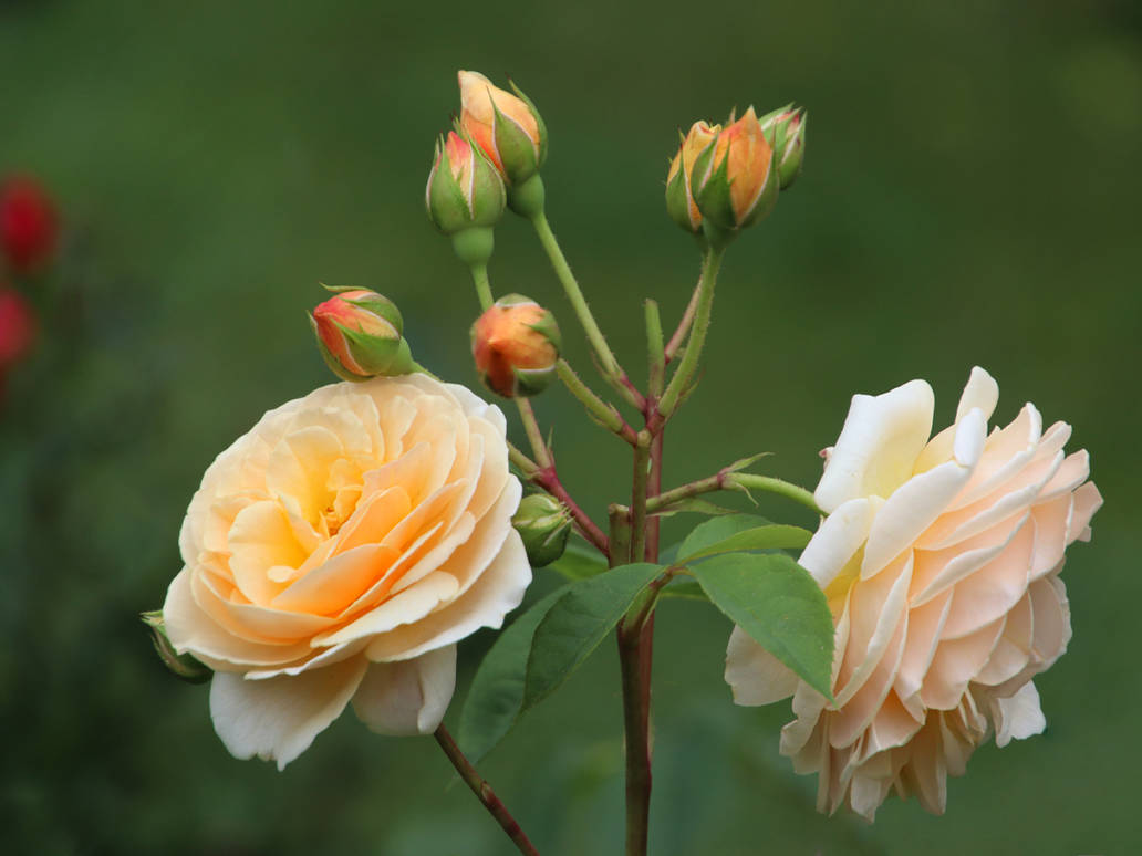 Rose Rising by sahc999 on DeviantArt