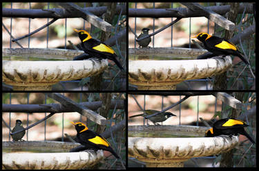 Regent Bowerbird bath