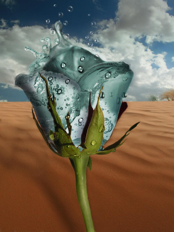 2d Desert Roses desert rose by alostcinderella on DeviantArt