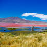 Lamas and Laguna Colorada