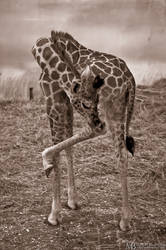 Young Rothschild giraffe