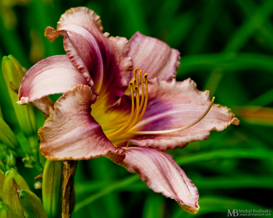 Pink lily