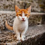 Hello kitty of Dubrovnik