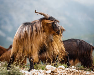 Dancing goat