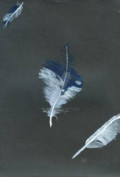 Feathers