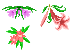 some flowers