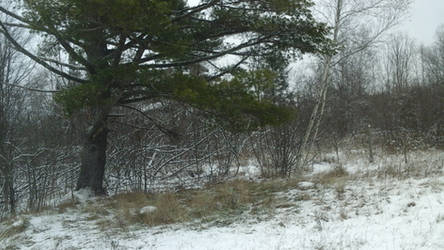 Snowy Tree