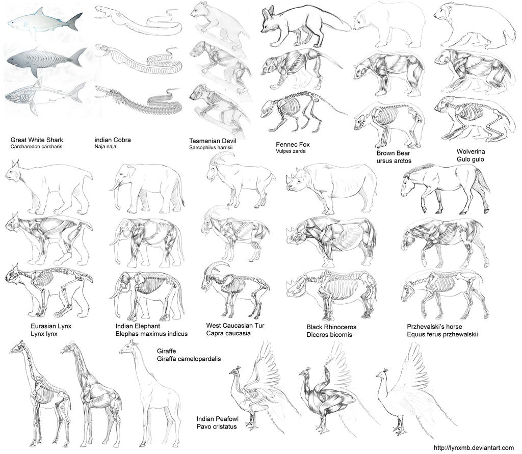 Inside Animals Animal anatomy by LynxMB on DeviantArt