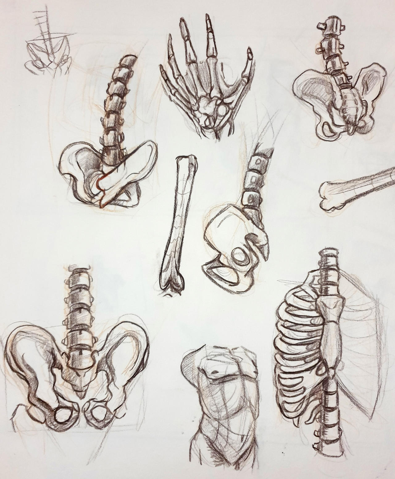 skeleton hand  Skeleton drawings, Bone drawing, Sketchbook art