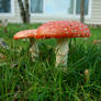 Mushrooms V