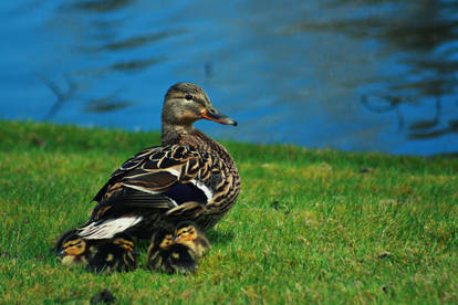 Ducks