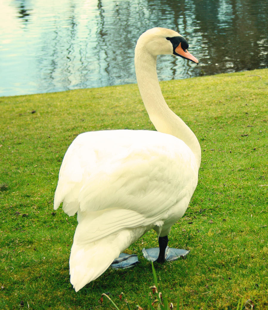 Swan IV