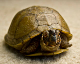 Turtle II