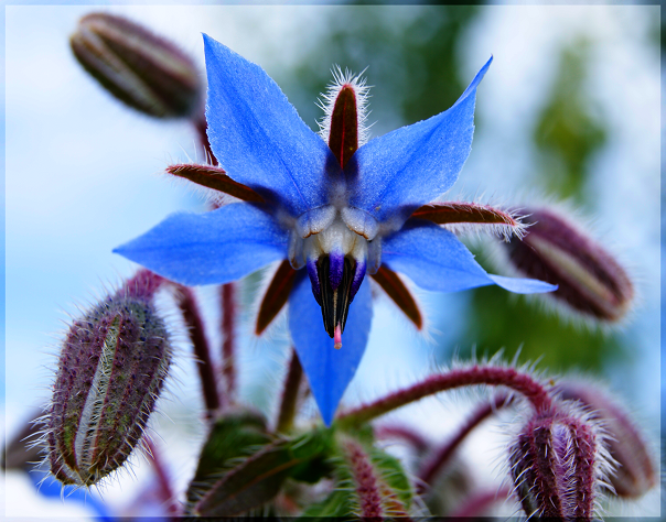 Agressive Blue Flower