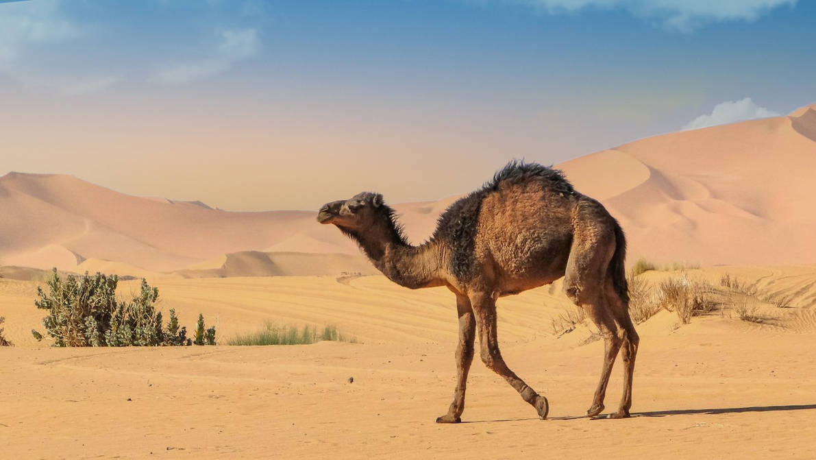 Camel Edit