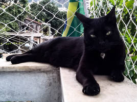 Pantera is watching