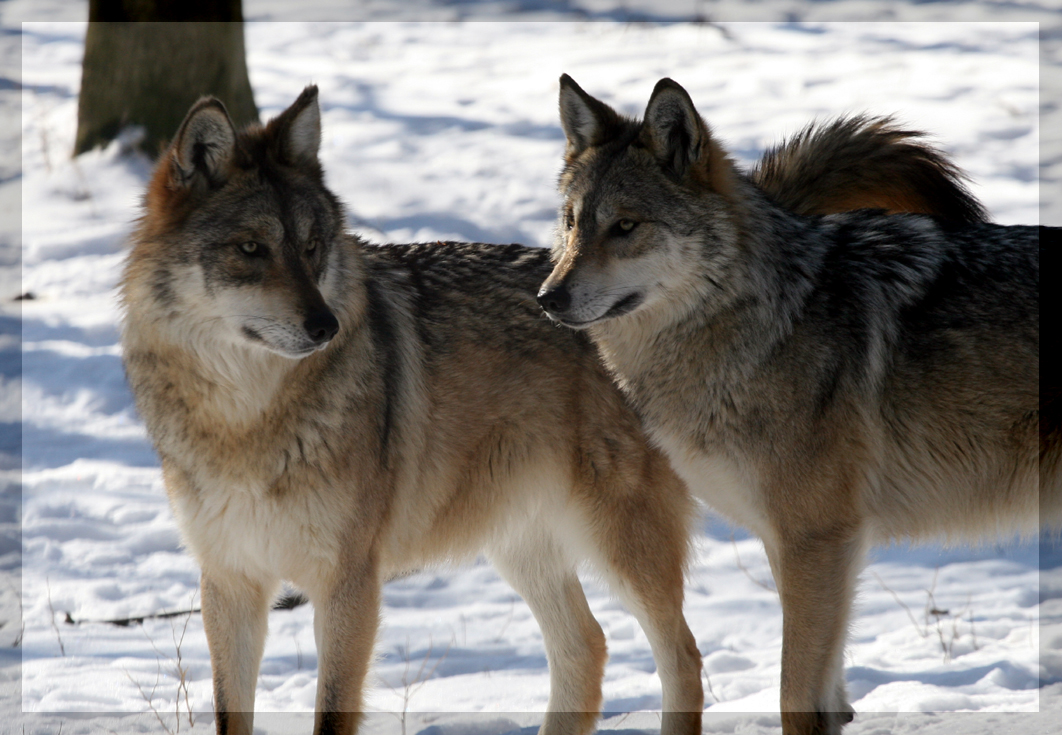 Mexican Wolves 2