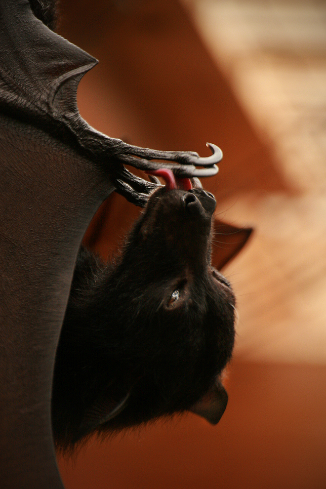 Flying Fox